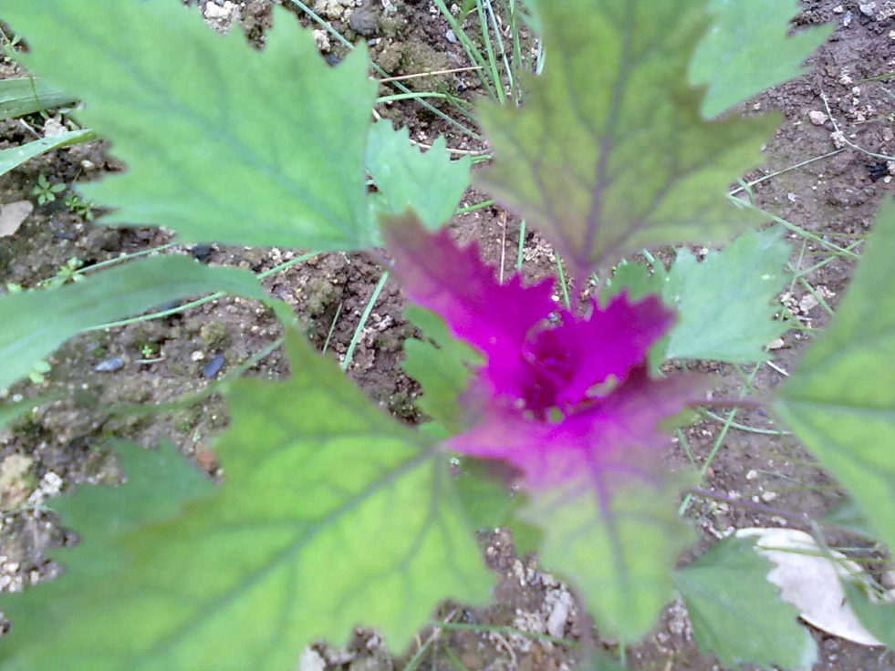 鹧鸪菜